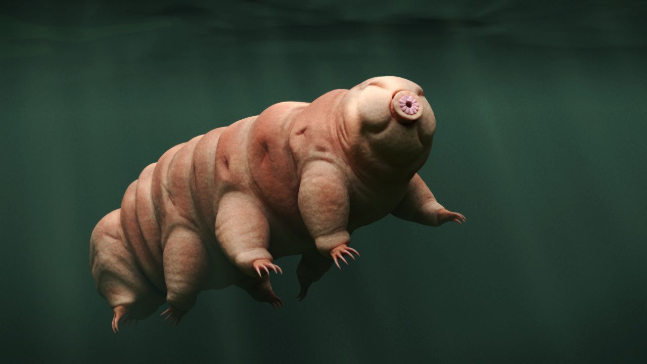 Ein illustriertes Bärtierchen schwimmt durchs Wasser.