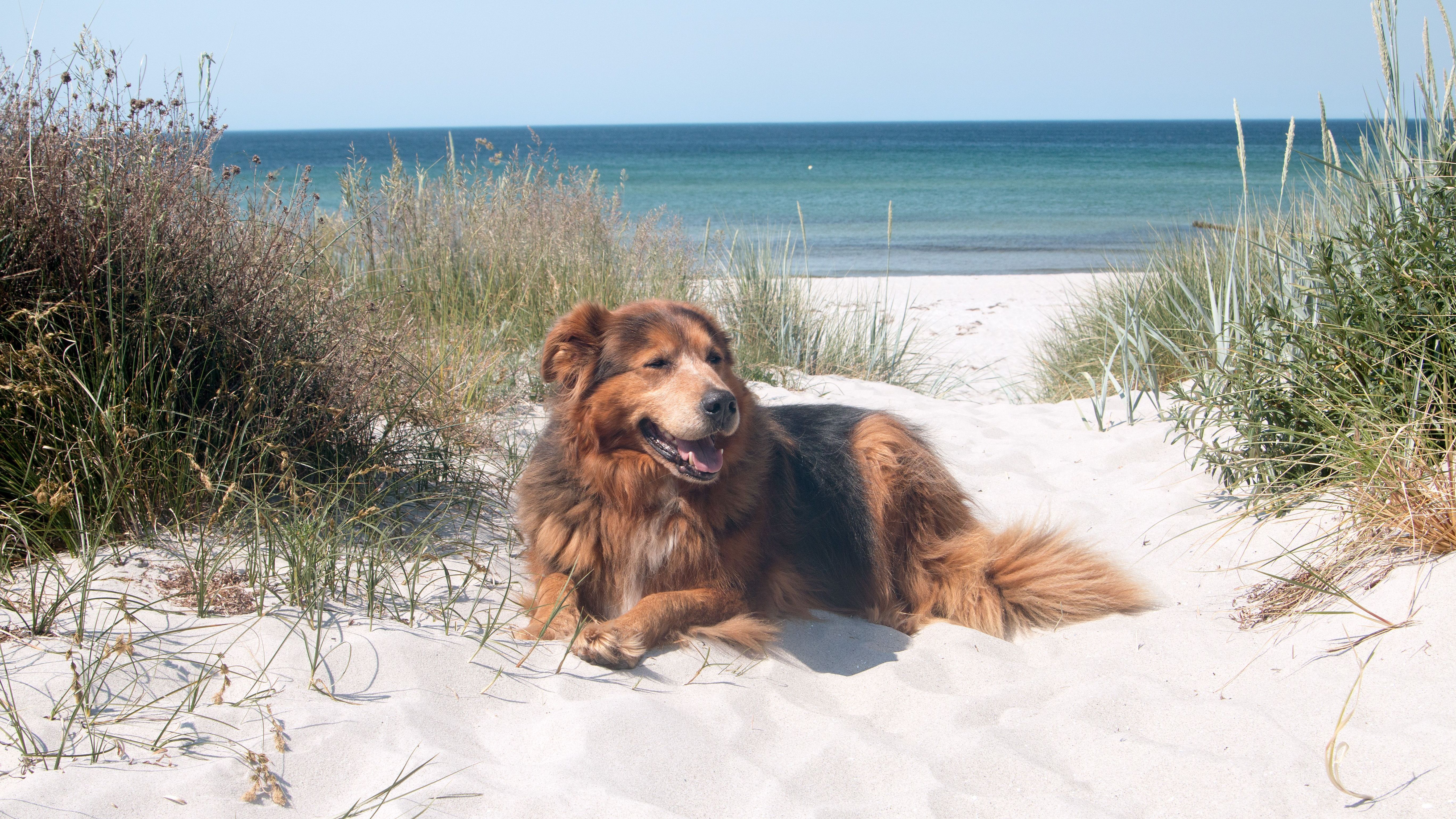 Was für ein Hundeleben: Ein paar Tage am Meer genießen auch Hunde in vollen Zügen.