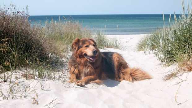 Hund im Urlaub liegt in den Dünen am Meer auf der Insel Hiddensee im Sommer