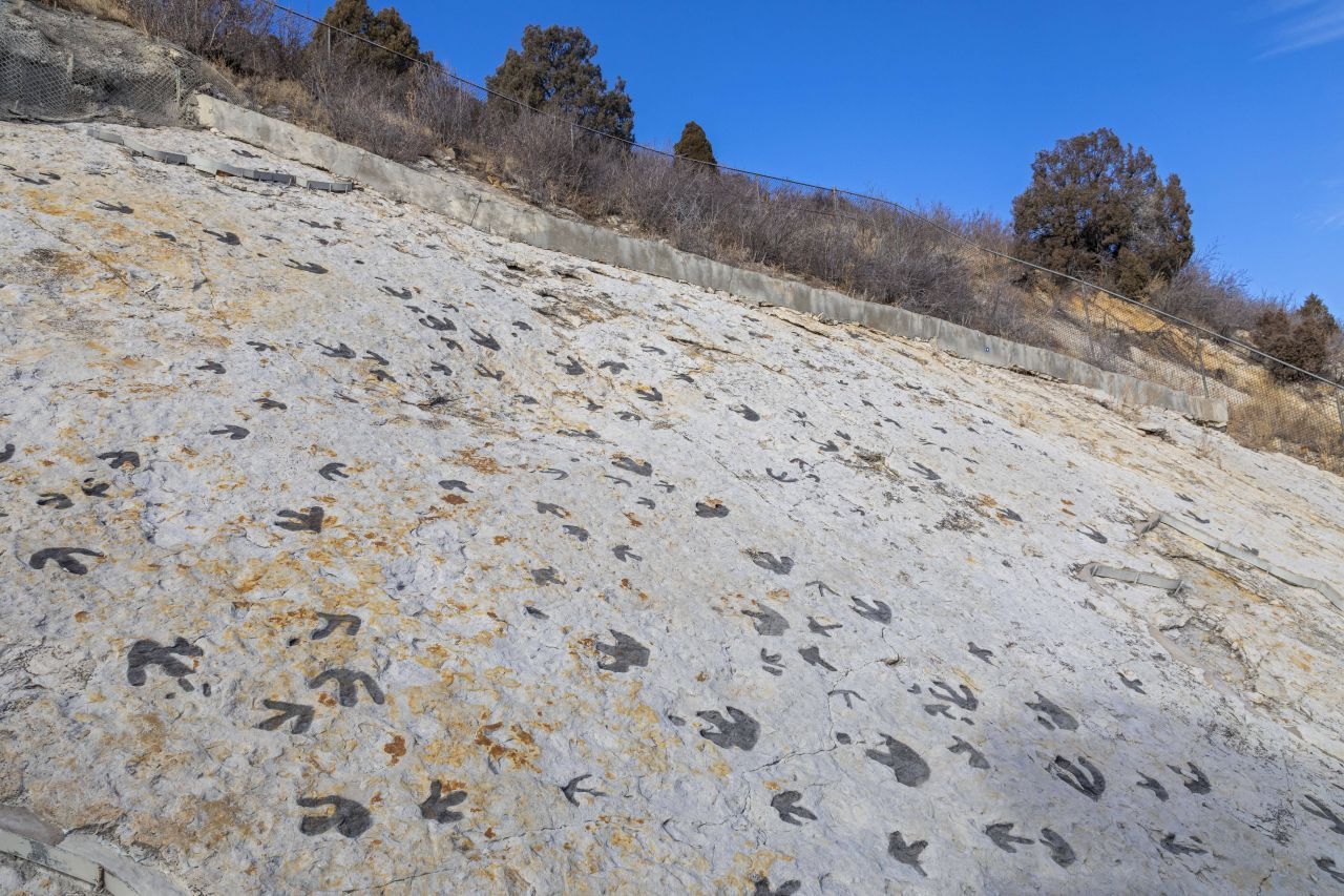 Diese Fußabdrücke von pflanzenfressenden Entenschnabel-Dinos und straußenartigen Fleischfressern sind mit Kohle verdunkelt, damit sie besser sichtbar sind. Sie befinden sich in der Nähe von Denver/USA.