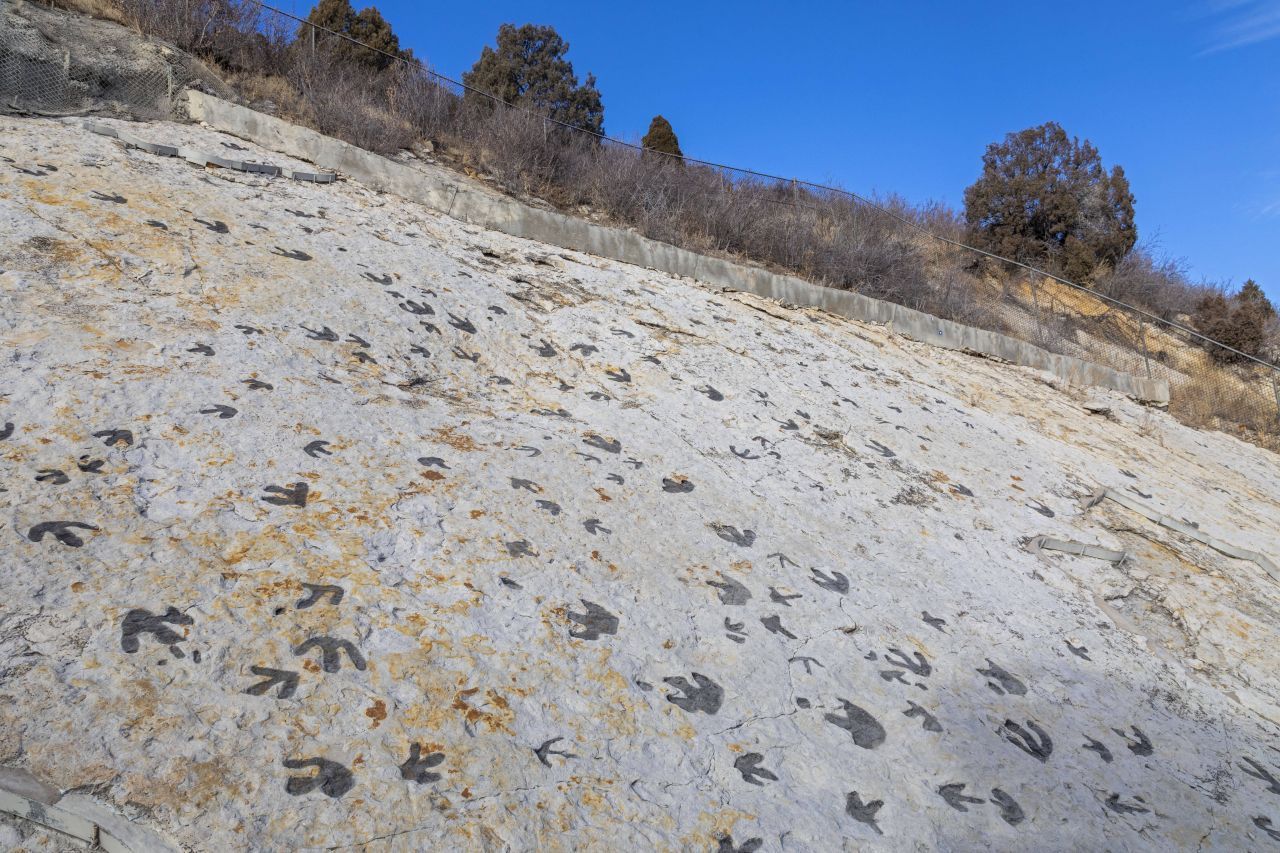 Diese Fußabdrücke von pflanzenfressenden Entenschnabel-Dinos und straußenartigen Fleischfressern sind mit Kohle verdunkelt, damit sie besser sichtbar sind. Sie befinden sich in der Nähe von Denver/USA.