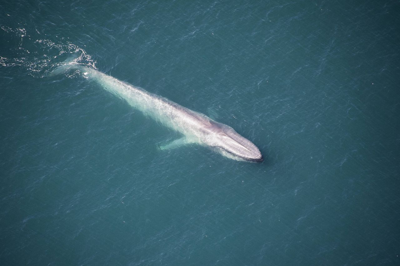 Blauwale sind die längsten Säugetiere. Die Rekordlänge liegt bei über 30 Meter.