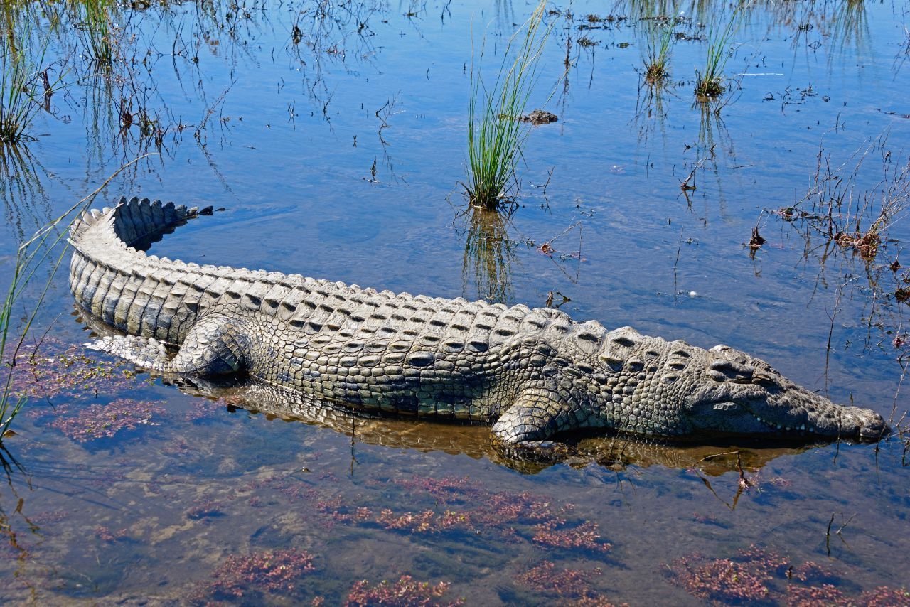 Nilkrokodil: Auch wenn der Name darauf schließen lässt, kommt diese Art nur noch in wenigen Teilen des Nils vor. Dafür gibt es sie aber umso häufiger im Rest Afrikas. Nilkrokodile sind für ihre besonders intensive Brutpflege bekannt. Bei der Jagd können sie bis zu 1,8 Meter hoch aus dem Wasser schnellen. Und an Land bringen sie es kurzfristig immerhin auf eine Geschwindigkeit von 17 Stundenkilometern.