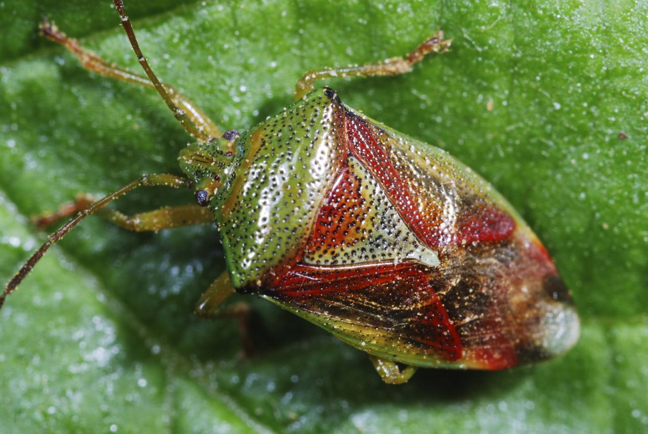 Die grünrot gefärbte Bunte Blattwanze ist hierzulande weit verbreitet. Sie stammt aus der Familie der Stachelwanzen.