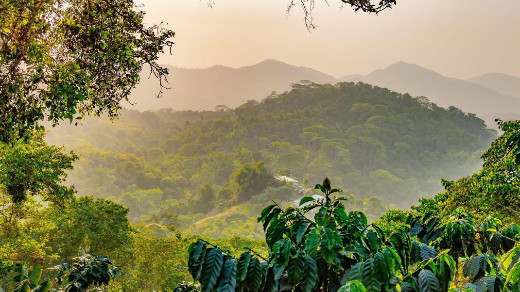 Amazonas Regenwald wird auch die grüne Lunge der Erde genannt. Er erstreckt sich über neun Staaten Südamerikas.