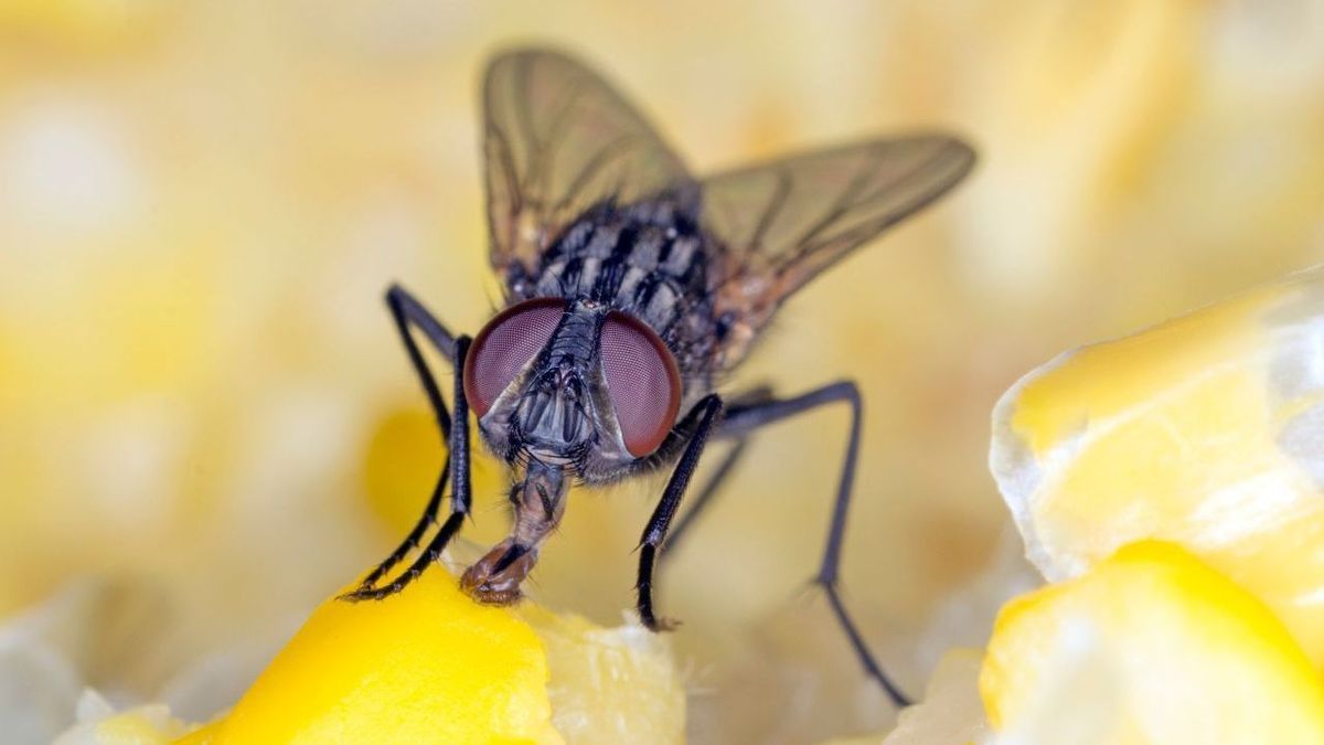 Fliege Adobestock 473038832