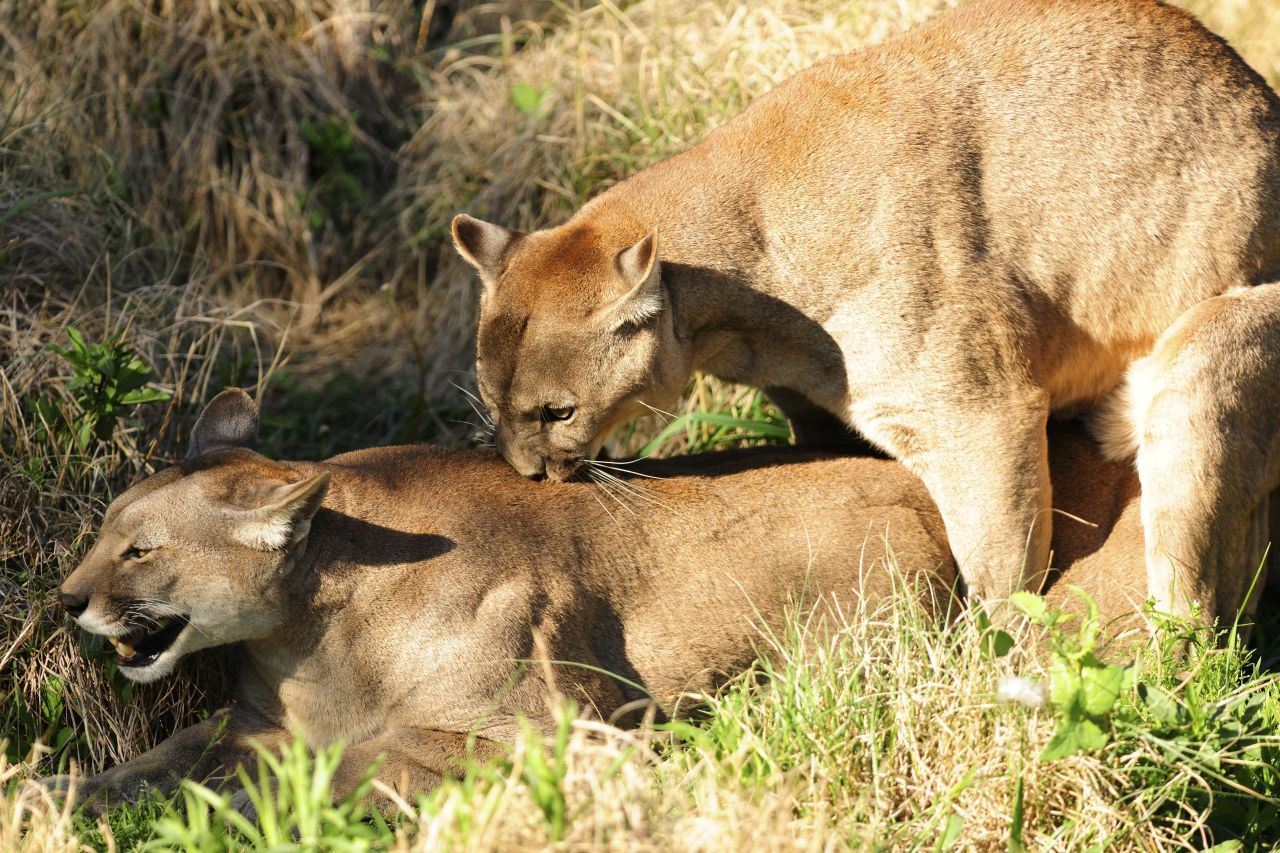 Paarung: Die Paarungszeit dauert rund sechs Tage und liegt meist zwischen November und Juni. Pumas können sich aber schon das ganze Jahr über paaren. Allerdings werfen die Weibchen nur alle zwei bis drei Jahre Junge. Die Tragezeit dauert drei Monate bis 100 Tage. Die Weibchen bringen zwischen zwei und vier Jungen, manchmal bis zu sechs, zur Welt.