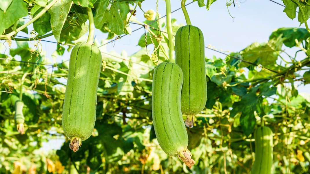 Die Luffa-Pflanze erinnert optisch an eine Gurke oder Zucchini.