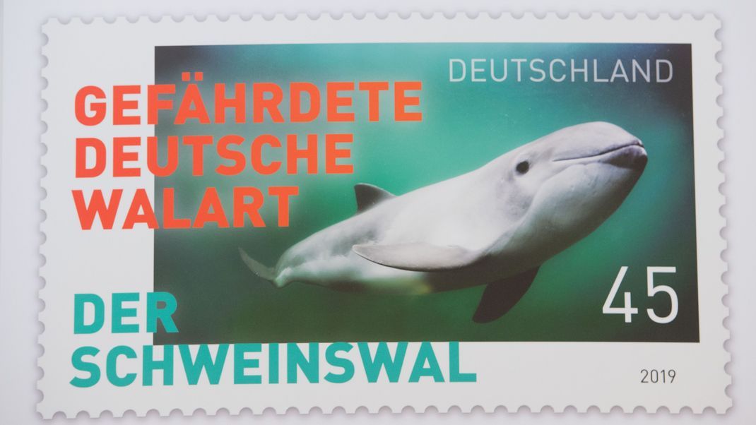 Der kleine Schweinswal "grinst" auf der Sonderbriefmarke "Der Schweinswal - gefährdete deutsche Walart". Das Bundesfinanzministerium gab die Briefmarke im Jahr 2019 heraus. 