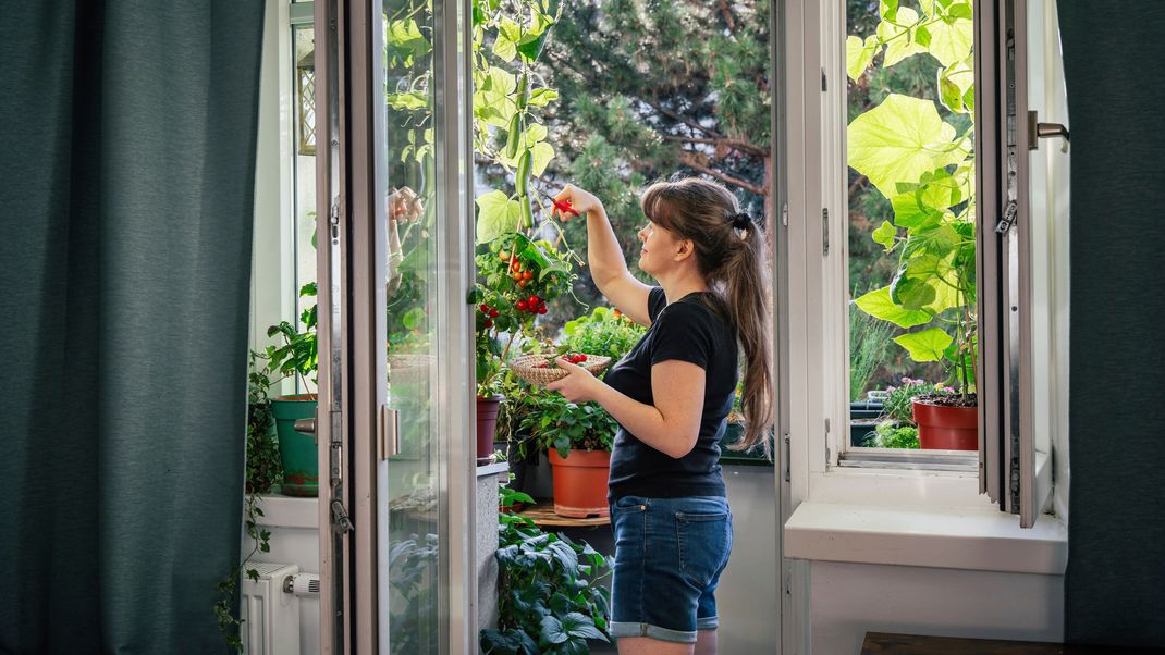 Gemüse lässt sich auch auf dem Balkon selber anbauen.