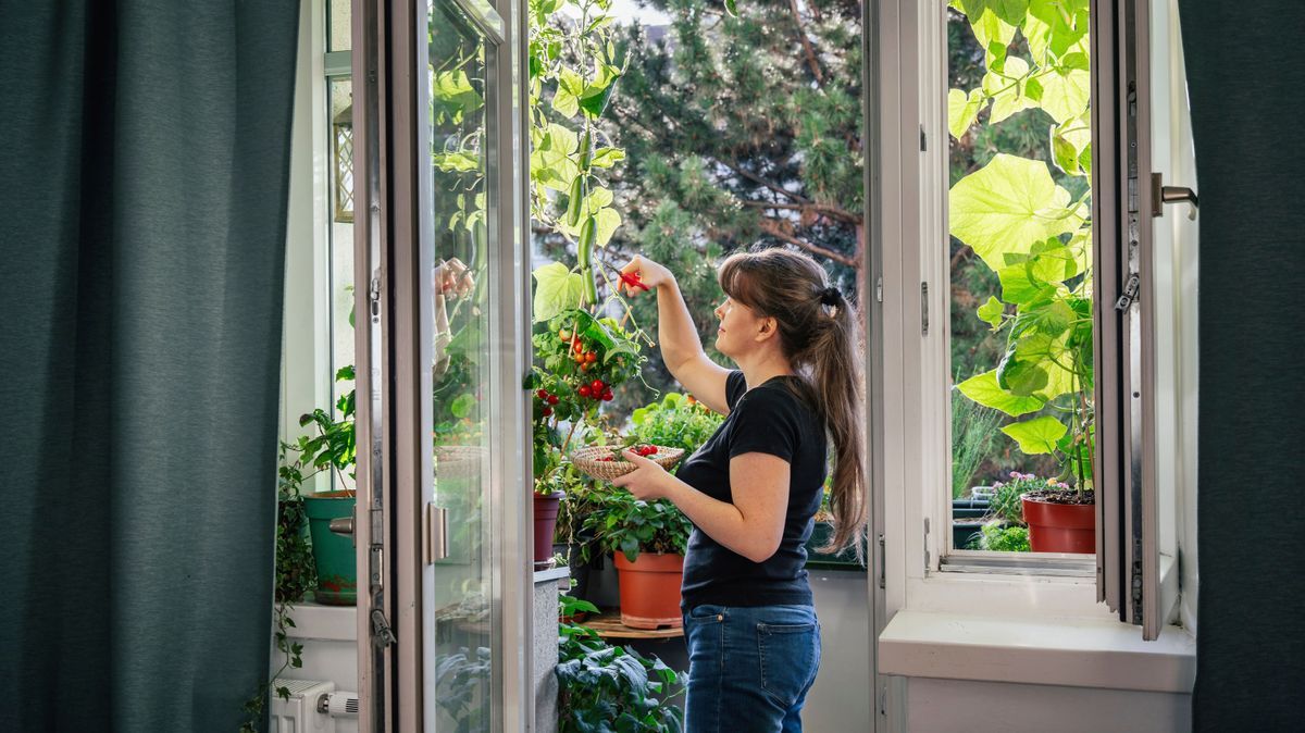 Gärtnern auf dem Balkon: Gemüse selber anbauen