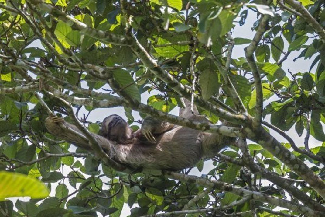 Den Großteil ihrer Zeit verbringen Faultiere hoch in den Bäumen. Dort sind sie gut getarnt und fallen durch ihre langsamen Bewegungen kaum auf.