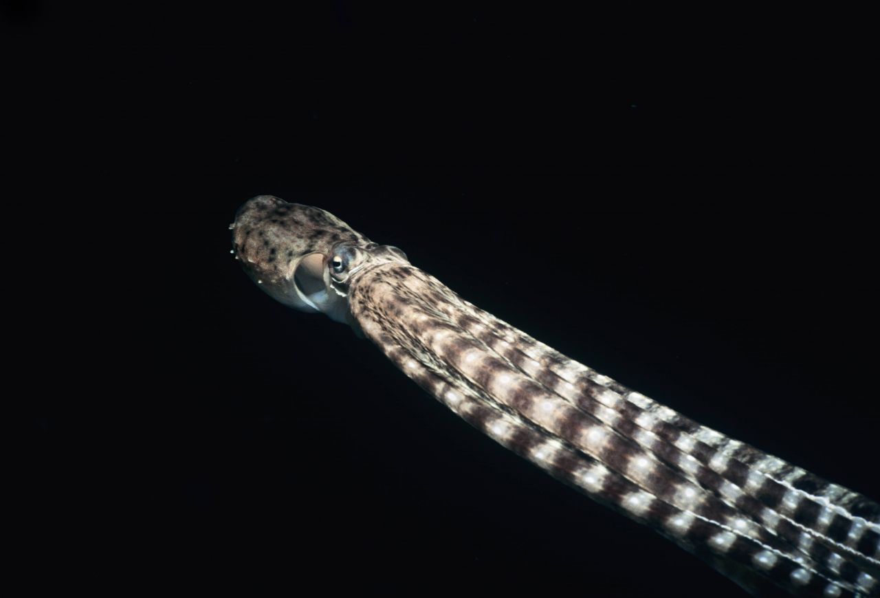 Mit angelegten Tentakeln gleitet der Krake stromlinienförmig wie eine See-Schlange durchs Wasser. Die Reptilien haben kaum Fressfeinde, da ihr Gift stark und schnell wirkt.    