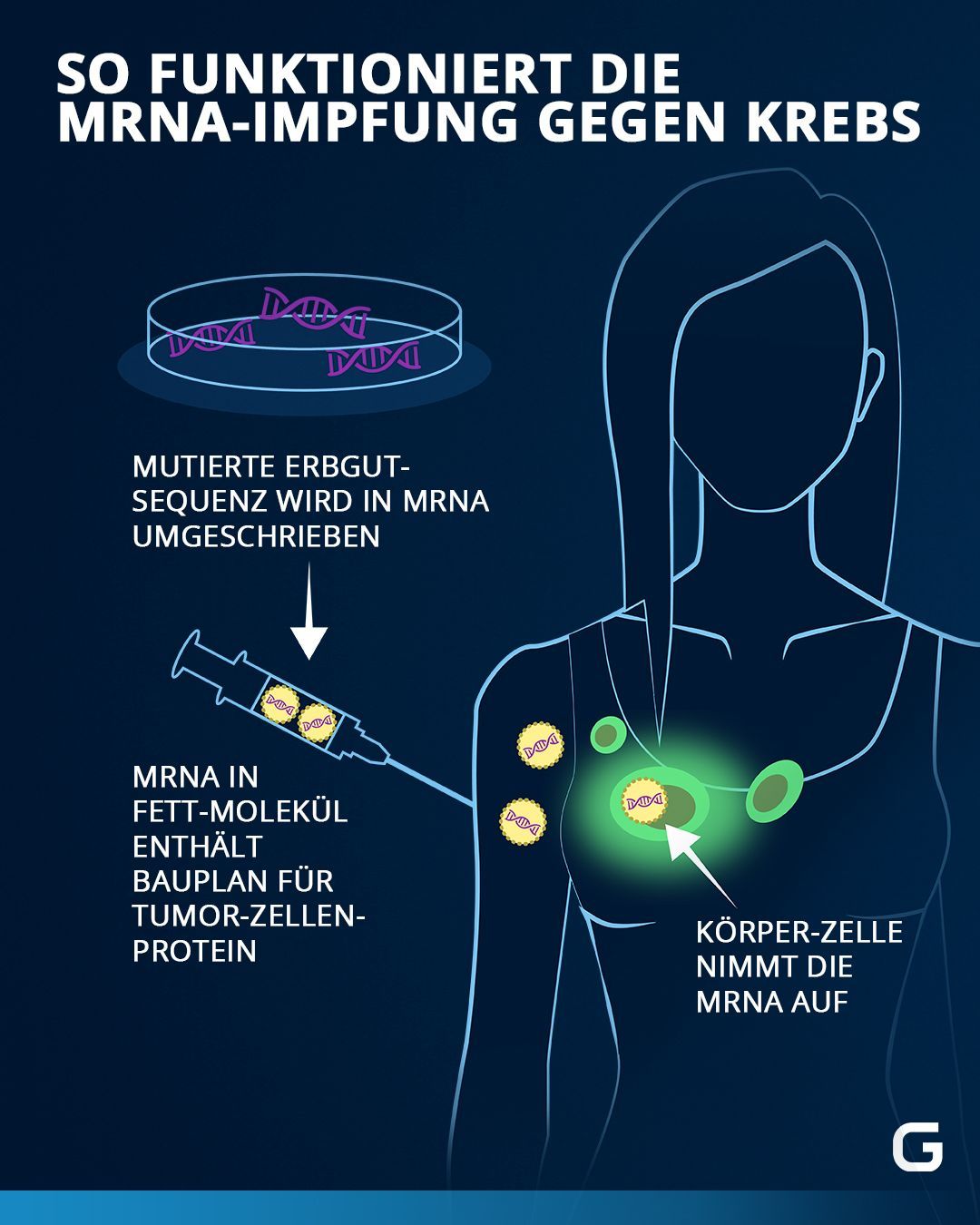 Wir zeigen, wie mRNA-Impfstoffe auch bei Krebspatient:innen wirken können. 