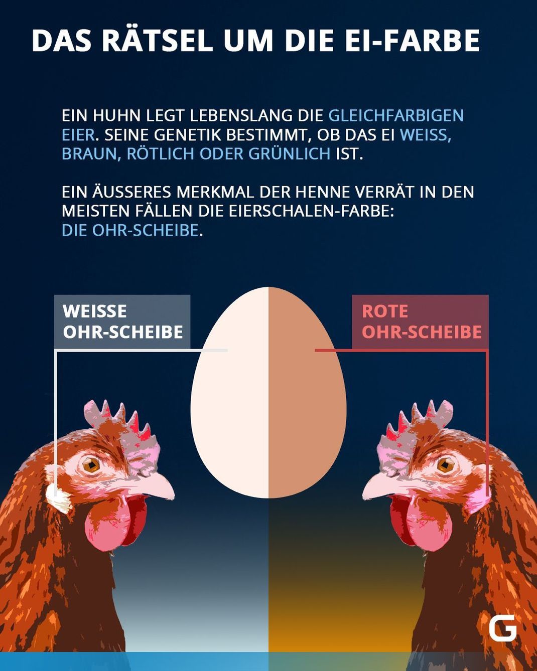 Was bestimmt die Farbe von Eiern? Wusstest du, dass meist die Ohr-Scheibe von Hühnern Aufschluss darüber gibt, welche Farbe das Ei hat?