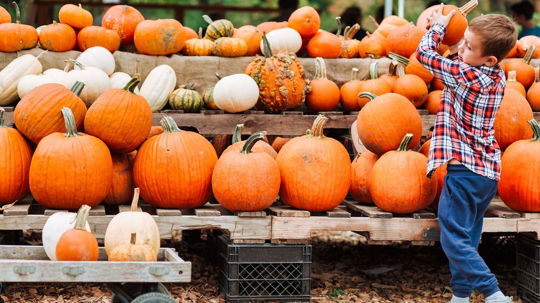 Von Zierkürbis bis Speisekürbis eignet sich so gut wie jede Art als gruselige Halloween-Deko.