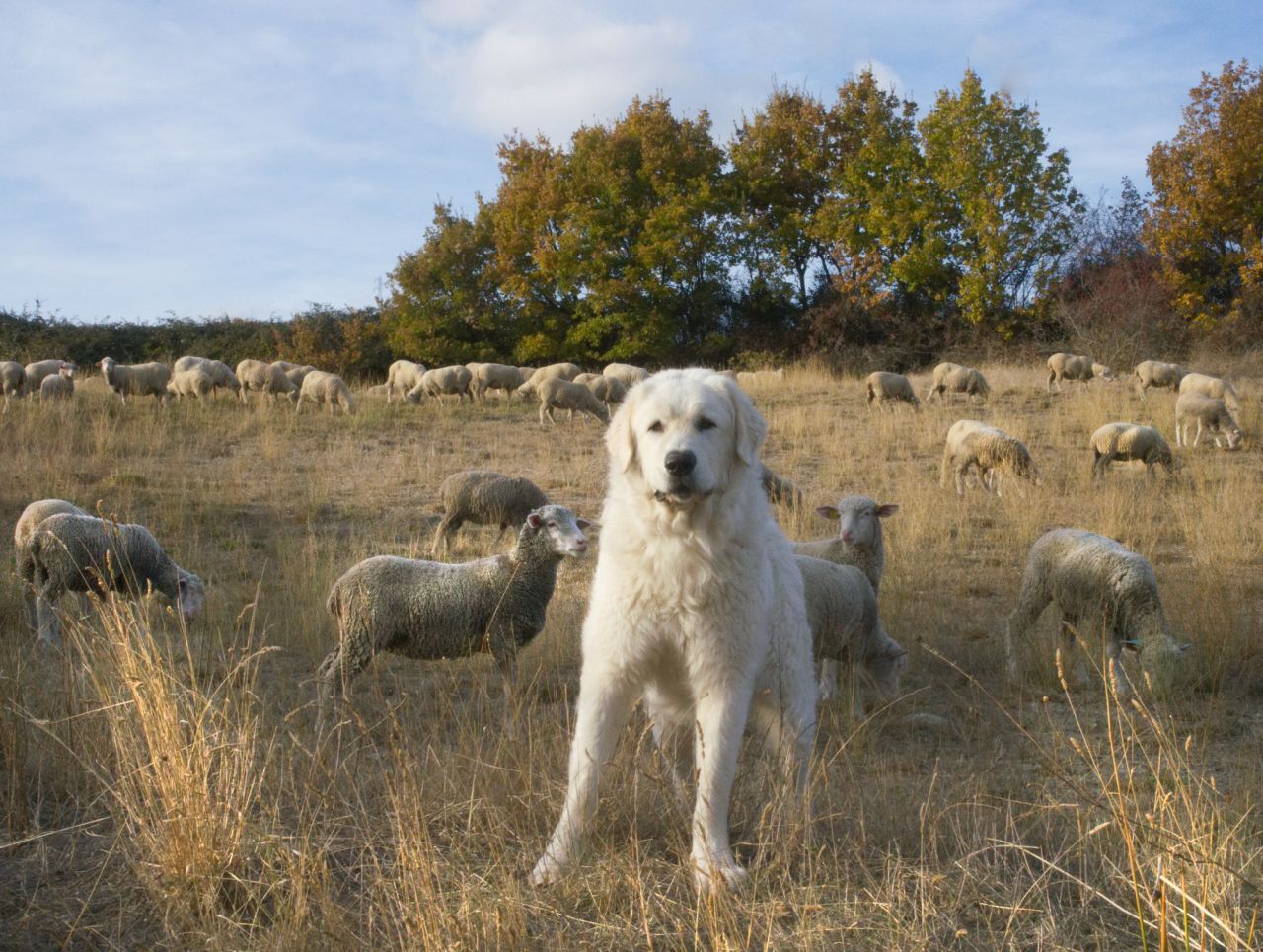 Schon seit Jahrtausenden vertrauen Hirten den Schutz ihrer Weidetiere Hunden an. So entstanden spezielle, für diese Aufgabe gezüchtete Rassen - wie der französische Pyrenäenberghund, der italienische Maremmano-Abruzzese (im Bild) oder der türkische Karabas.