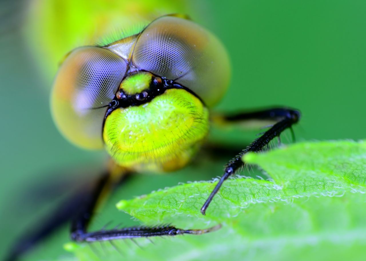 Libellen haben große Facettenaugen, die bei einigen Arten aus bis zu 30.000 Einzelaugen (Ommatidien) bestehen. Doch wozu brauchen die schillernden Leichtgewichte so viele Augen? Mit ihnen können sie Bewegungen rund 6-mal schneller wahrnehmen als wir - und dadurch kleinste Insekten im Flug (Höchstgeschwindigkeiten von bis zu 50 km/h) erbeuten. 