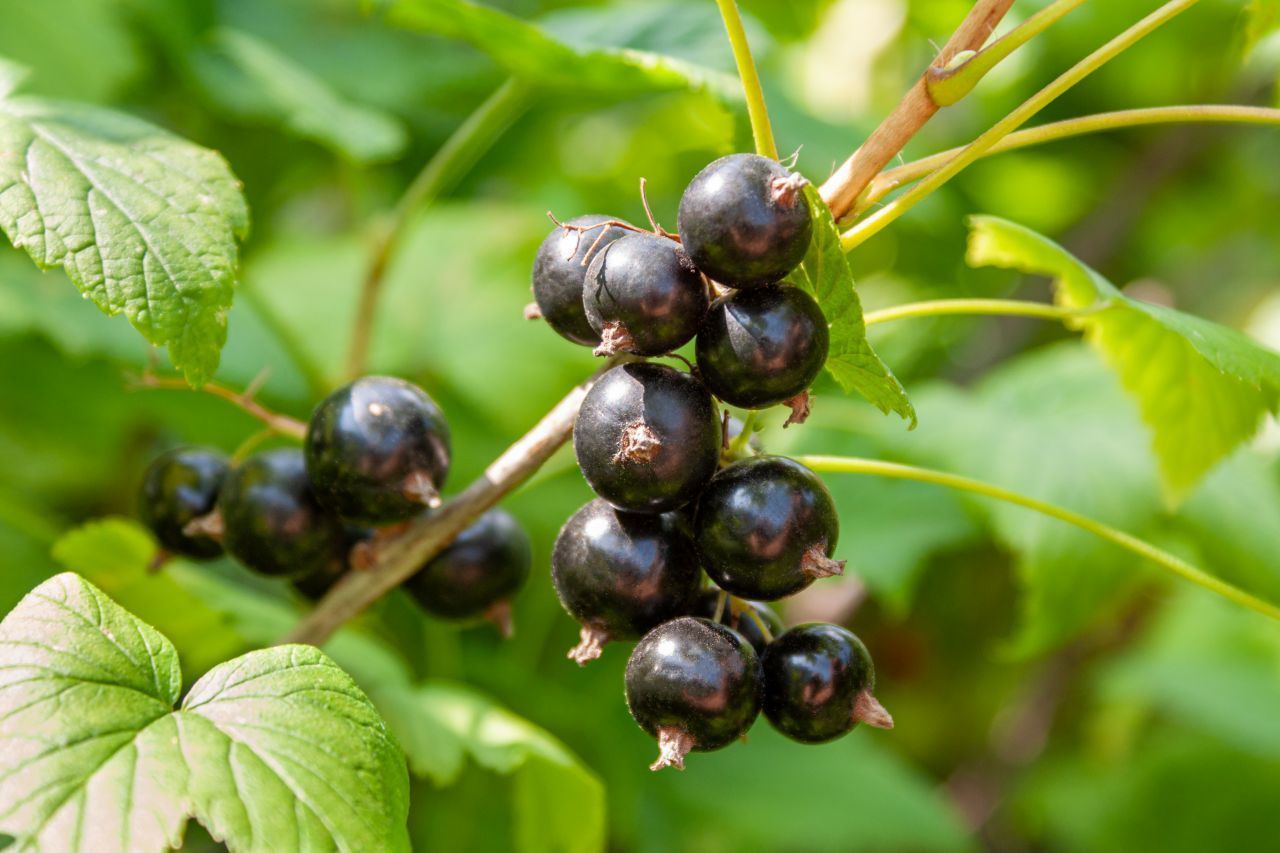 Schwarze Johannisbeeren gelten als super Vitamin C-Lieferanten. In den kleinen Beeren sind 177 mg Vitamin C versteckt.