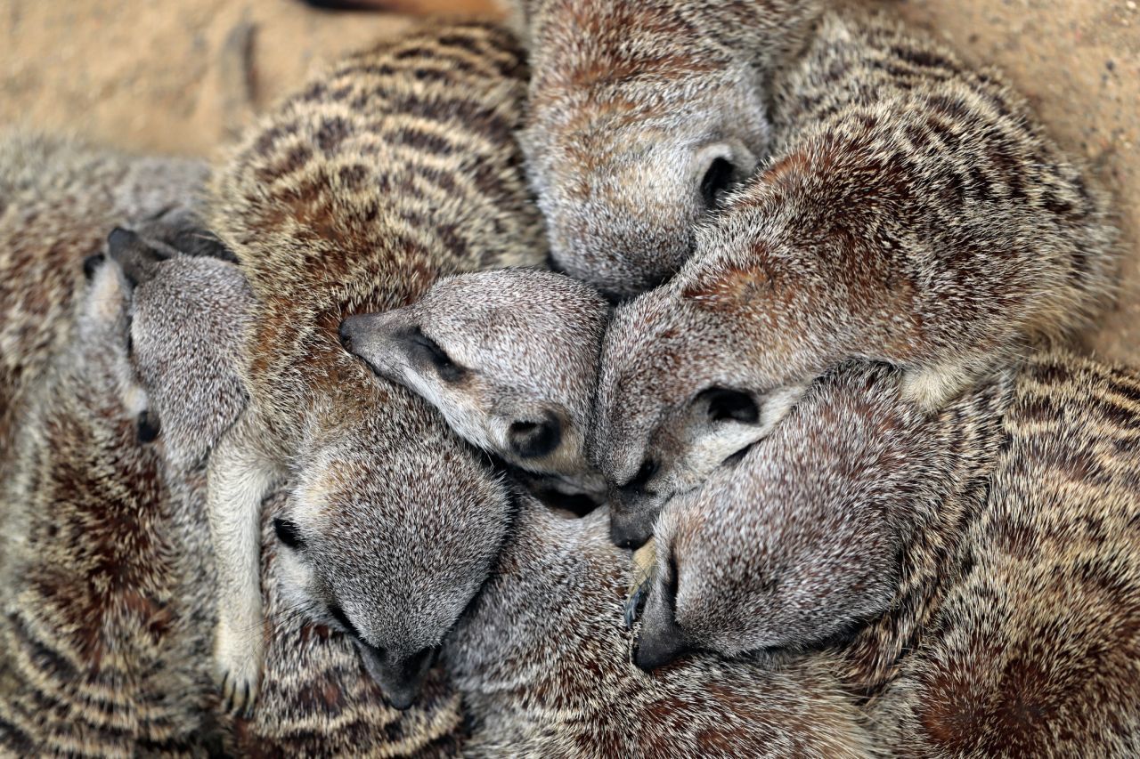 Eigentlich sind es ja aufgeweckte Tierchen. Aber Erdmännchen ruhen auch - und zwar haufenweise. So geht keine Wärme verloren.