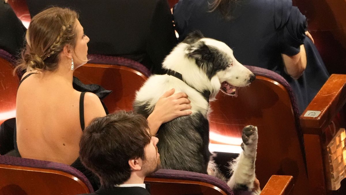 Oscars - Hund