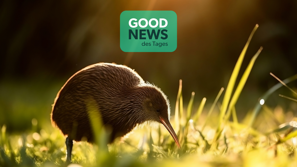 Good News des Tages: Erste wilde Kiwi Babys seit 150 Jahren