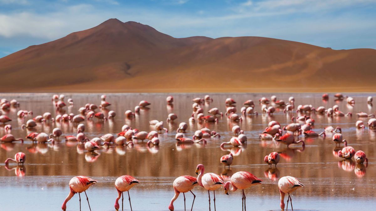 laguna colorada roter see imago images 0774747544