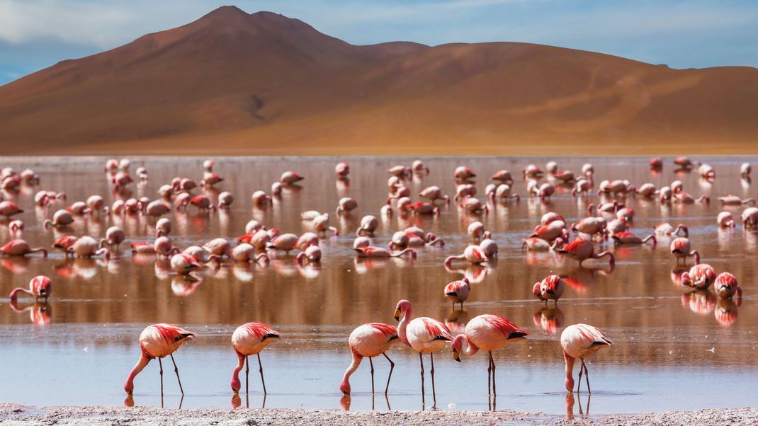 In der roten Laguna Colorada sind drei Flamingo-Arten daheim.