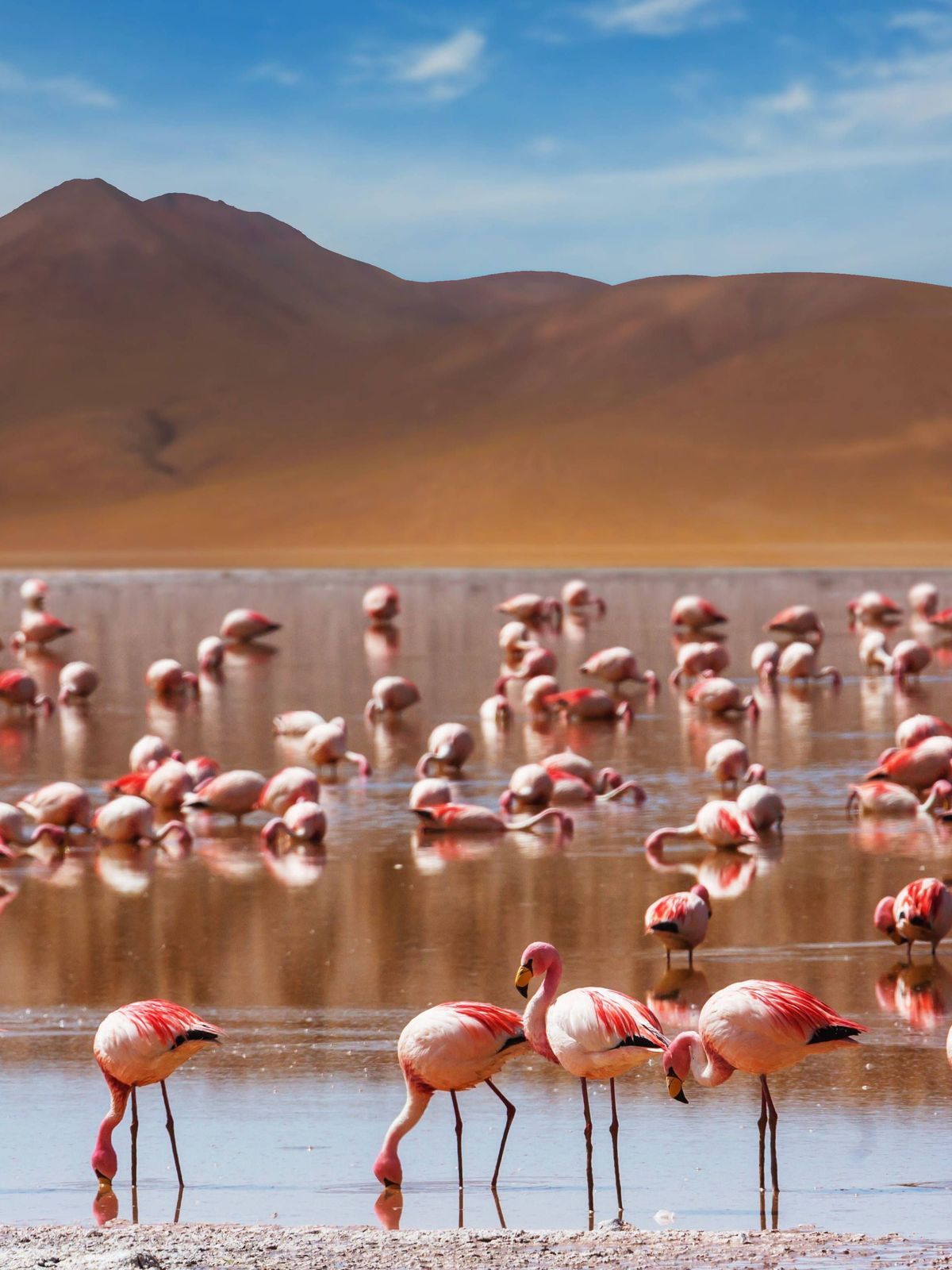 laguna colorada roter see imago images 0774747544