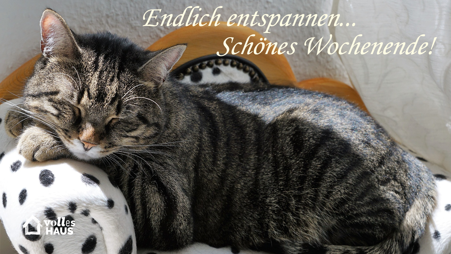 Ach wie süß: Eine Katze mit lieben Wochenendgrüßen lässt jedes Tierherz schmelzen.