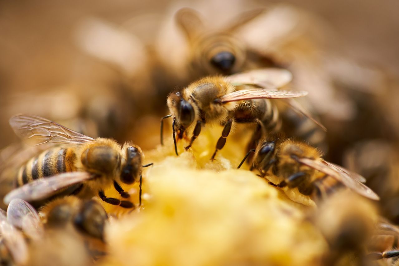 Propolis ist ein Bienenprodukt, das als Heilmittel gilt. Die Flavonoide darin sollen vor Bakterien, Viren und Pilzen schützen und die Immunabwehr stärken.