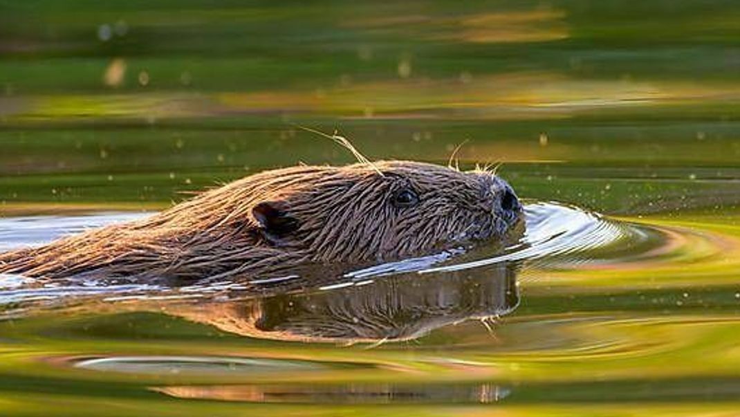 Beim Schwimmen bleiben Augen, Ihren und Nase des Bibers stets über der Wasseroberfläche.