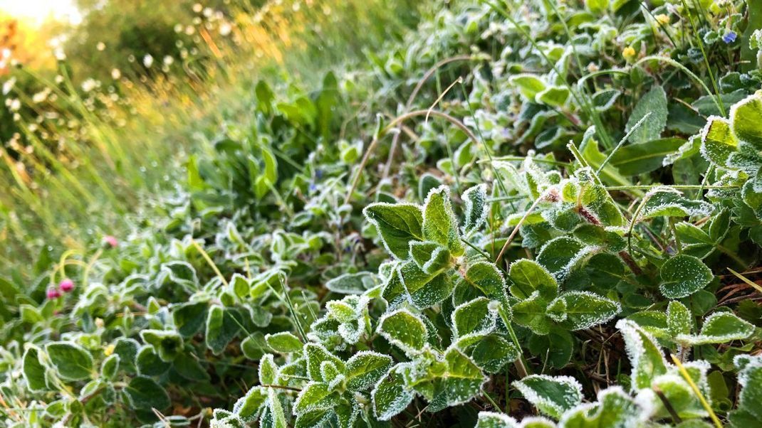 Nach einer kalten Nacht Mitte Mai 2020 sind diese Pflanzen mit Frost überzogen. Auch zu den Eisheiligen könnte nochmal Frost kommen. Warum wird es zu der Zeit oft nochmal extrem kalt?