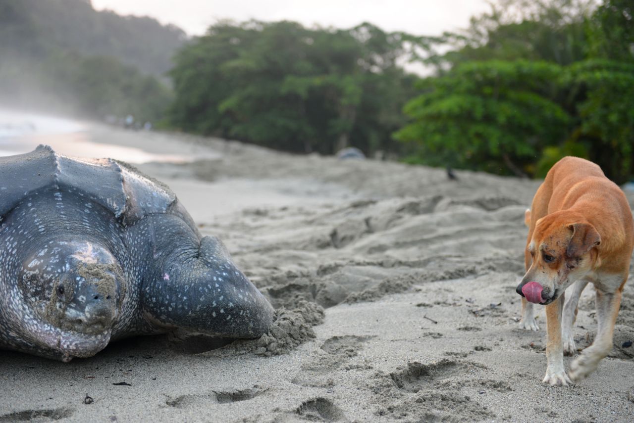 Die größte Schildkröte der Welt lebt im Wasser und ist die Lederschildkröte. Sie ist die nächste lebende Verwandte von Archelon Ischyros. Die Ozean-Nomadin wird über zwei Meter lang und besonders wuchtige Exemplare bringen 700 Kilo auf die Waage. Die Meeresbewohnerin kann bis zu 120 Jahre alt werden.