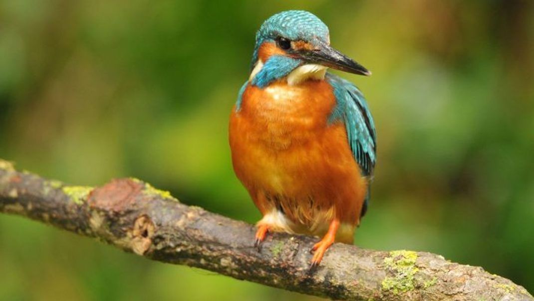 Auch seltene Vögel wie der Eisvogel werden Opfer von Kollisionen mit Fensterscheiben.