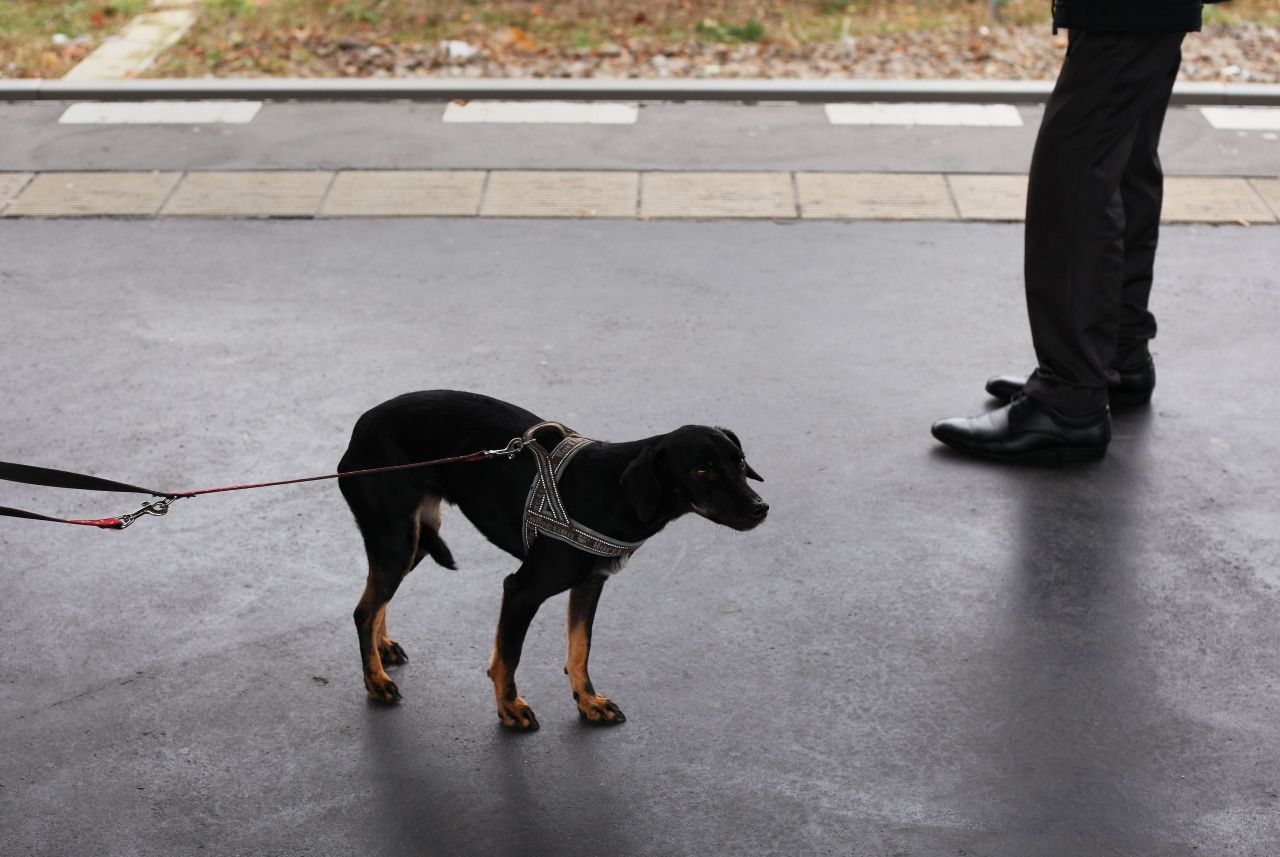 Zwängt ein Hund seinen Schwanz zwischen die Beine, heißt das: Er hat Angst.