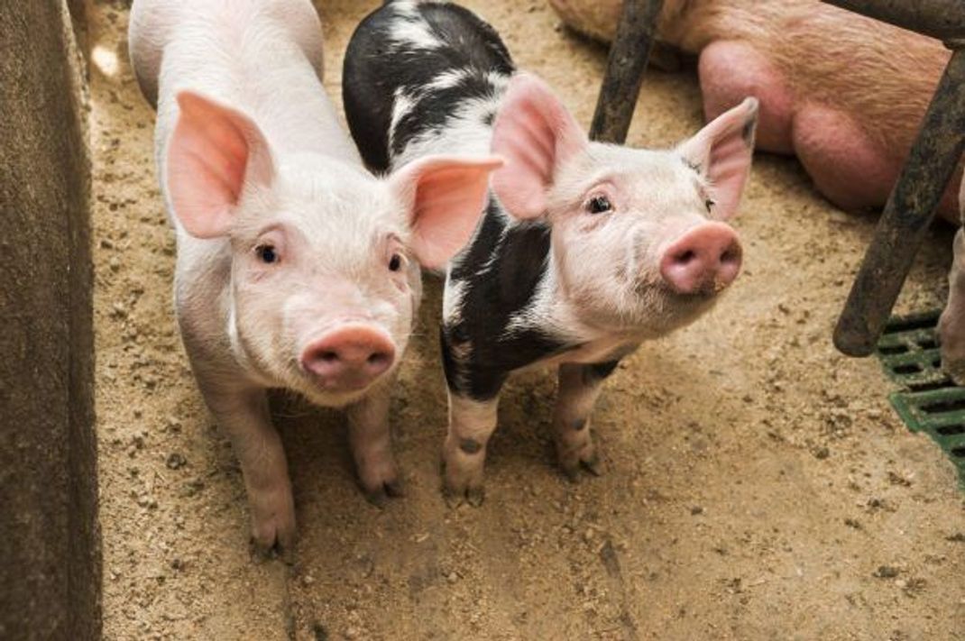 Diese 2 Ferkel schauen neugierig in die Kamera.