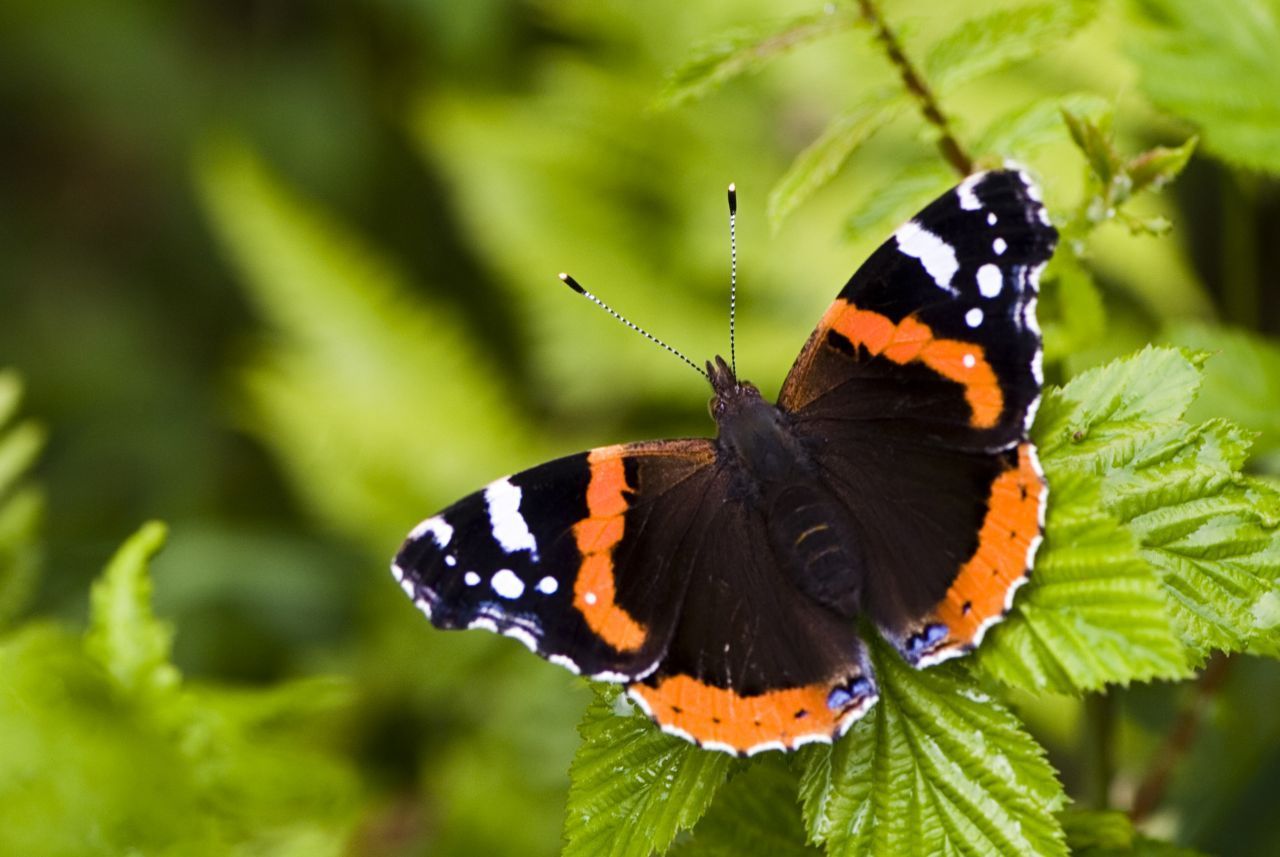 Der Admiral fliegt im Frühling aus der Mittelmeer-Region über die Alpen nach Deutschland.