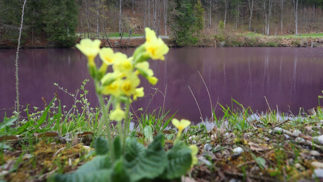 Gipsbruchweiher ist lila