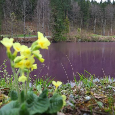 Gipsbruchweiher ist lila