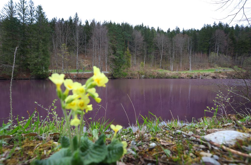 31+ Hildesheim Lila Teich, Zum beispiel die vier duinger teiche , die