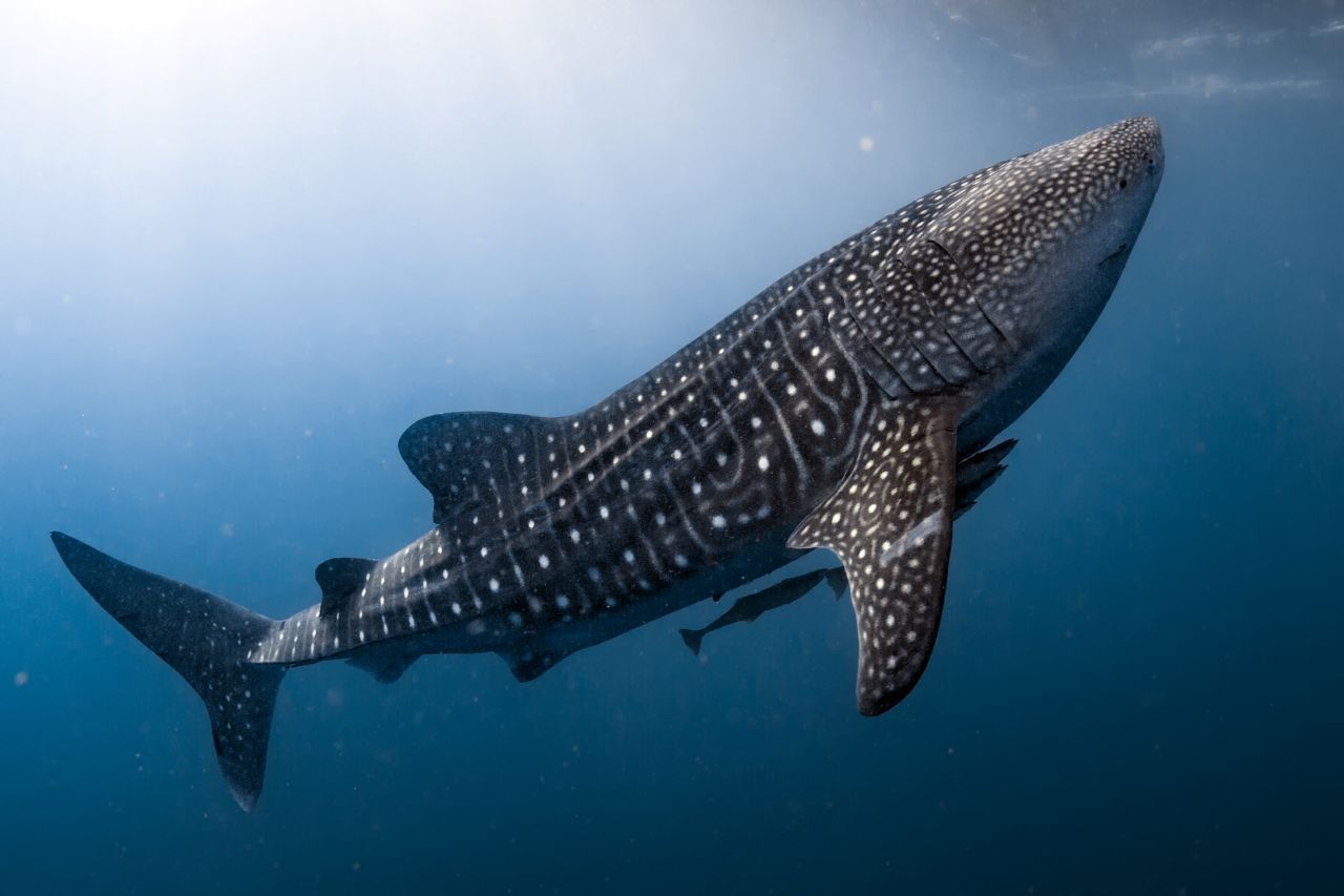 Walhai: Mit bis zu 20 Metern Körperlänge ist er der größte Hai. Im Schnitt werden die Tiere 10 bis 12 Meter lang. Sein riesiges Maul filtert Plankton, Quallen, Krabben, Krill und kleinere Fische aus dem Meer. Er ist ein friedlicher Wanderer und zieht an den Küsten umher.