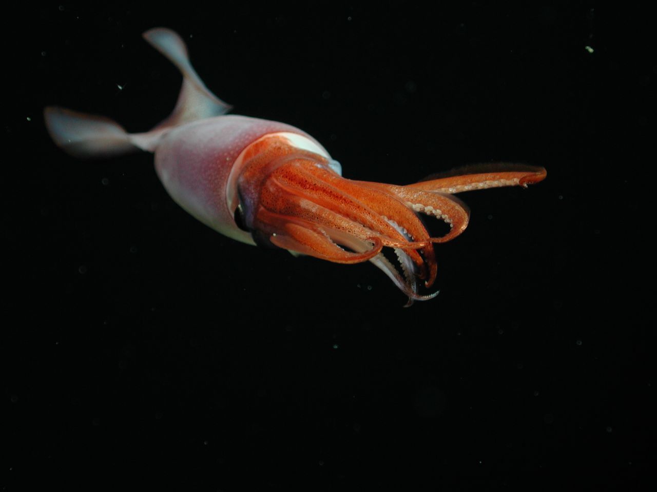 Tiefsee-Kalmare sind Künstler der tödlichen Umarmung. Mit Saugnäpfen an den Armen und Krallen am Ende der Tentakeln ziehen Kalmare ihre Beute zu sich ran, um sie dann zu verschlingen. 