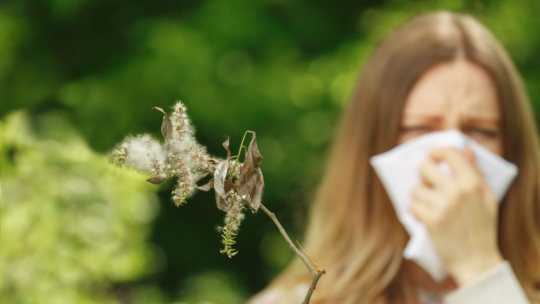 Pappelpollen machen vielen Allergiker:innen das Leben schwer. Was hilft bei einem Allergieschub?