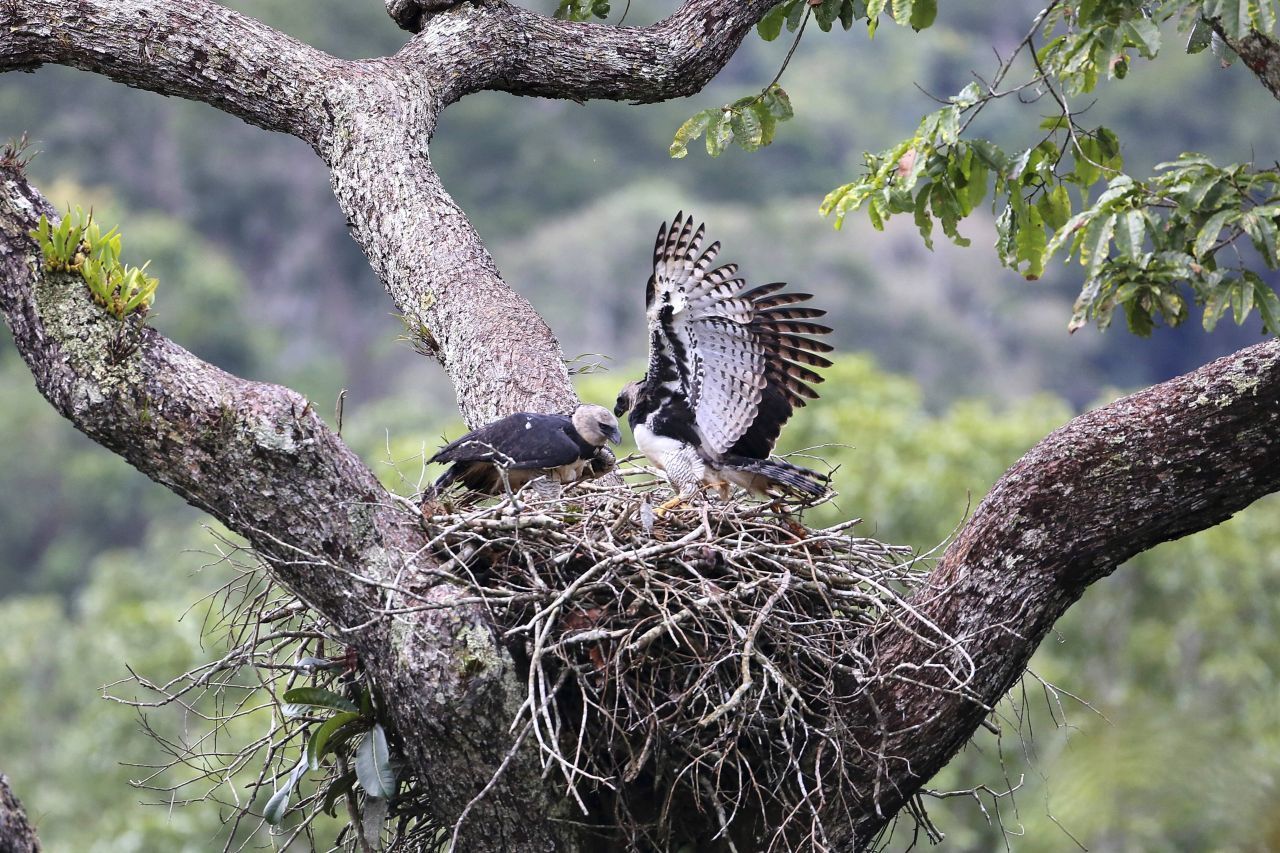 Ihre Nester bauen Harpyien in Höhen von gut 40 Metern.