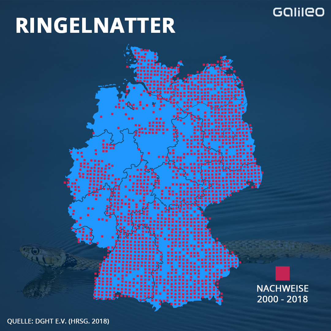 Hier ist die Ringelnatter verbreitet. 