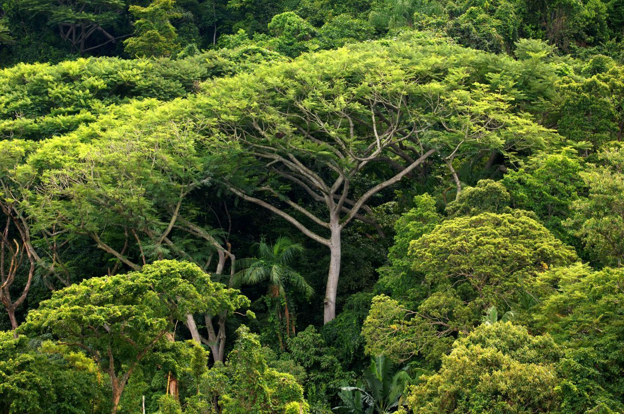 Viel wurde dieses Jahr über die Waldbrände im Amazonas Regenwald berichtet. Eine Nachricht ging in den medialen Rauchschwaden unter: In Costa Rica hat sich der Anteil des Regenwaldes in den letzten 30 Jahren verdoppelt. Die Hälfte des Landes ist heute von Wald überzogen. 1983 waren es lediglich 26 Prozent. Aber Costa Rica erkannte das große Potential des Ökosystems, investierte in nachhaltigen Tourismus und den Schutz des Wal