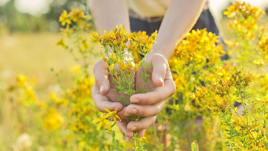 Die sonnengelben Blüten von Johanniskraut werden gerne für die Herstellung von Rotöl verwendet – dieses hilft vor allem bei spröder und rissiger Haut.