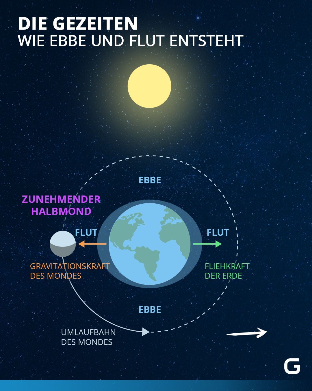 Beim zunehmenden Halbmond spricht man von einer Nippflut. Die Gravitationskräfte sind nicht so stark, wie wenn Sonne und Mond in einer Linie zur Erde stehen.