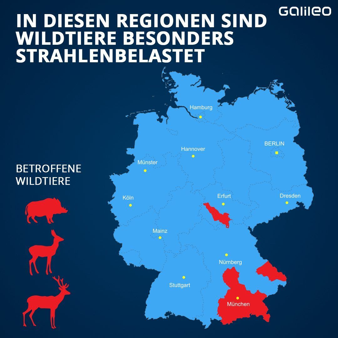 Strahlenbelastung bei Wildtieren